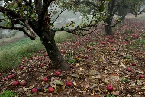Apple orchard