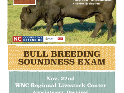 Black bull grazing; text: "Bull Breeding Soundness Exam, Nov 22, call 828-255-5522"