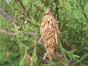 Bagworm nest in an evergreen tree