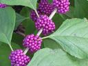 Callicarpa americana branch with berries
