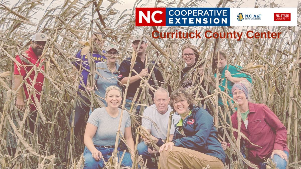 Currituck county employees in a corn field