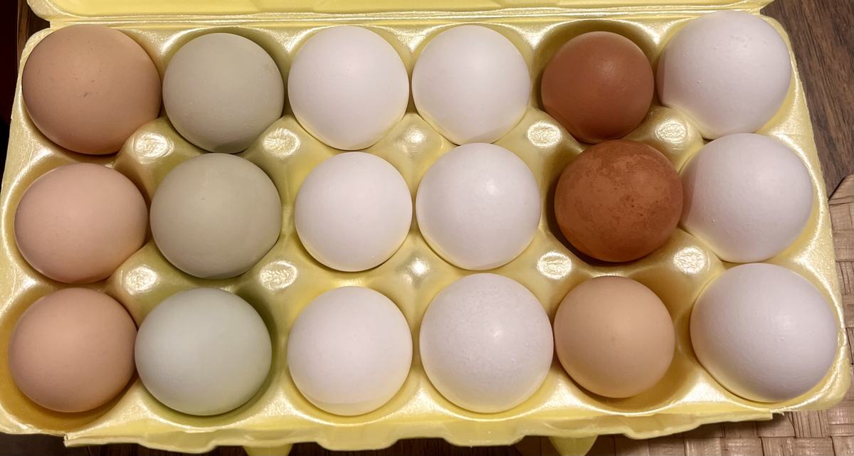 eggs in carton