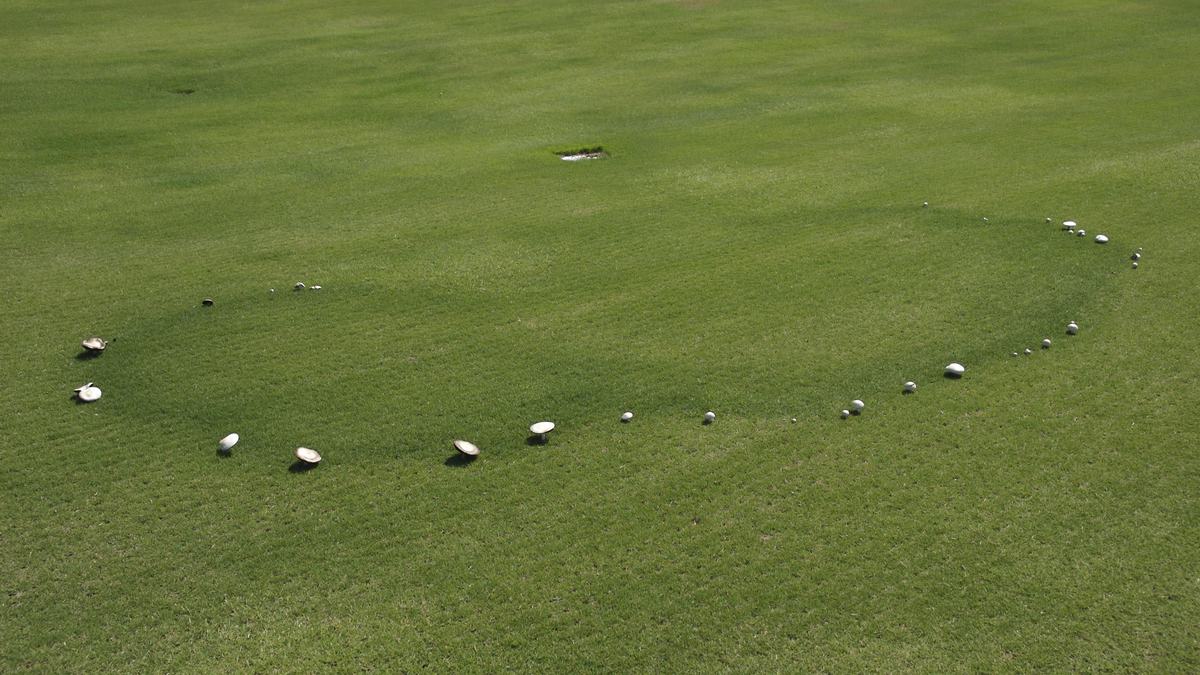 Example of a fairy ring (photo from NC State Extension - Turf Files)