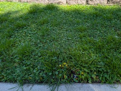 Excess irrigation, due to a leaking sprinkler head, has contributed to Dollarweed taking over this patch of turf. Photo courtesy of Madeline Maynard