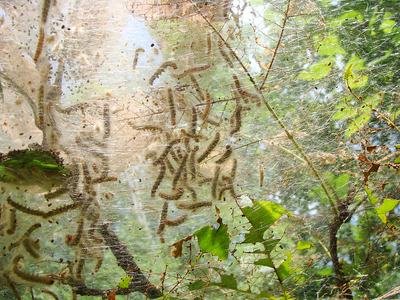 Fall webworm_U of Arkansas System Division of Agriculture photo by Mary Hightower