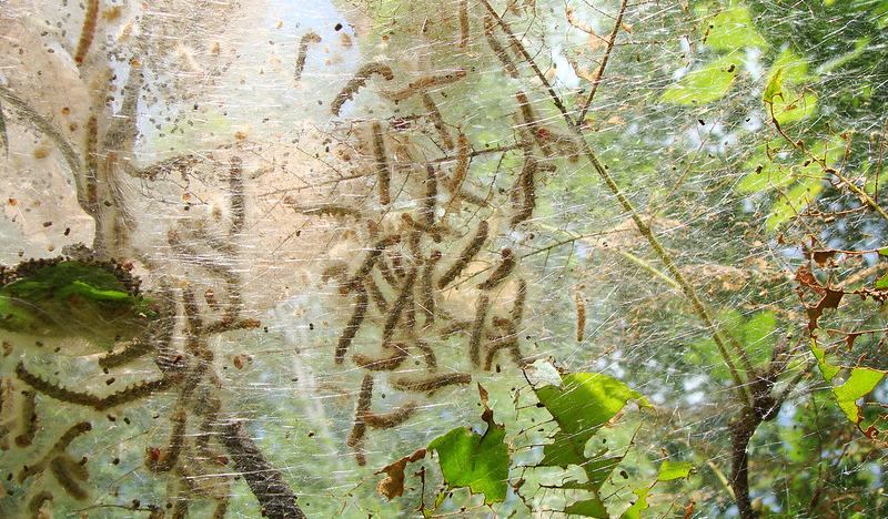 Fall Webworm- What's It Doing to My Tree?! - Lee County Center | N.C ...