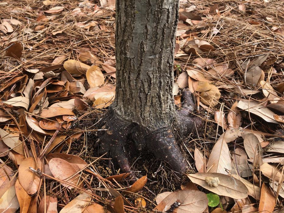 Fallen leaves help trees by adding organic material and helping to retain moisture in soils. Photo courtesy of Amy Mead