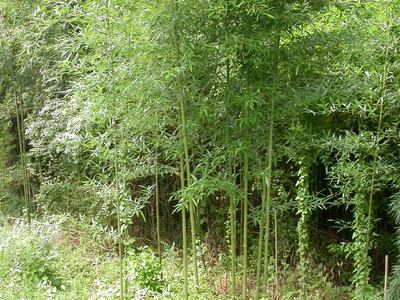 Tall green bamboo stalks and leaves at a woodland edge with grassy undergrowth