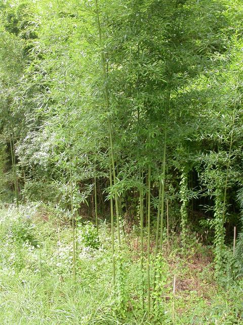 Tall green bamboo stalks and leaves at a woodland edge with grassy undergrowth