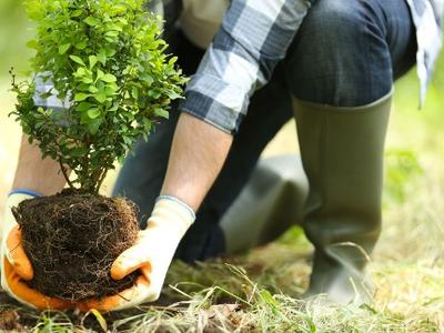 image of a gardener planting a shrub