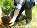 image of a gardener planting a shrub