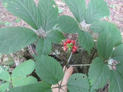 Ginseng
