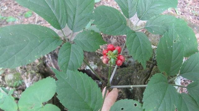 Ginseng