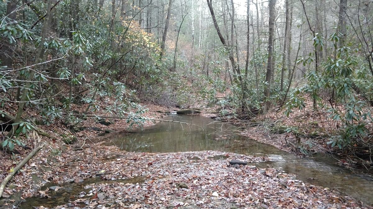 Trees lean over a stream bed lined with leaves.