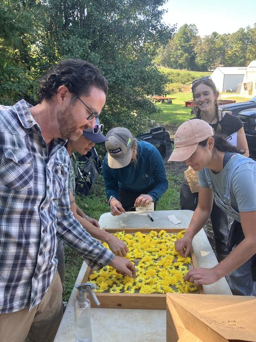 Small group of men and women surrounding a table with a tray of bright yellow juhua flowers