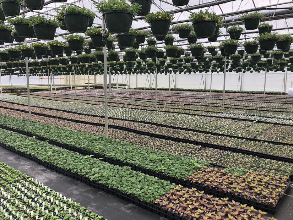 Greenhouse full of annuals and hanging baskets