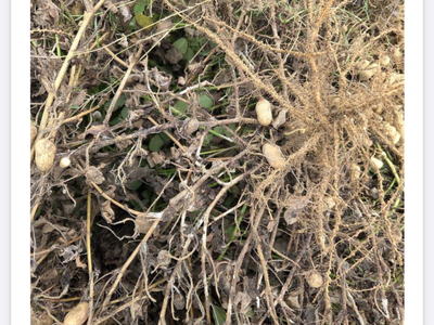 White Mold/Stem Rot Infection.