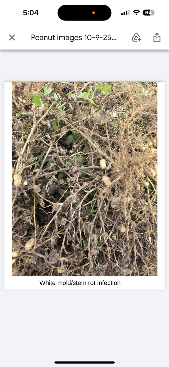 White Mold/Stem Rot Infection.