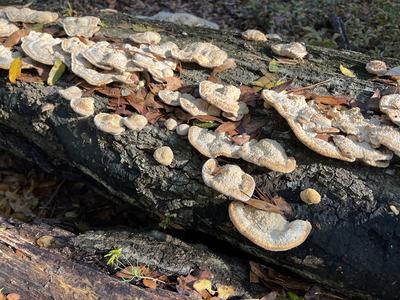 It is common to find mushrooms growing on down trees (photo taken by Gabriella de Souza)
