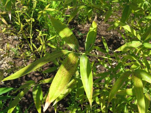 Bamboo leaves with brown speckled spots and sunlit shadows