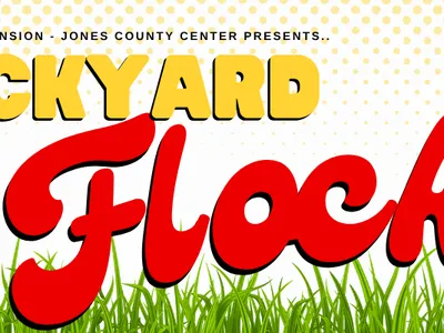 N.C. Cooperative Extension - Jones County Center presents Backyard Flock. There are 2 laying hens in the photo relaxing in grass 