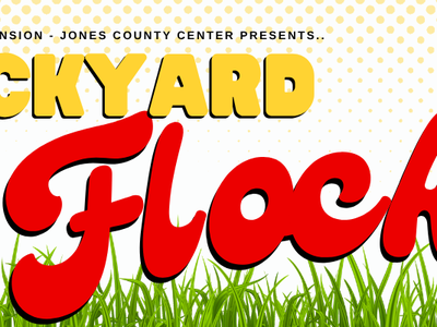 N.C. Cooperative Extension - Jones County Center presents Backyard Flock. There are 2 laying hens in the photo relaxing in grass 