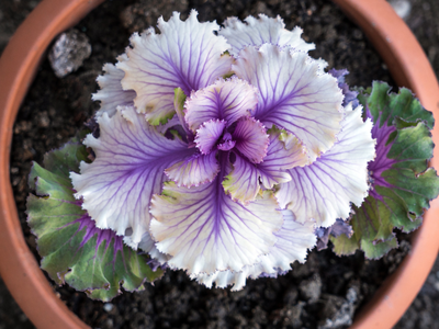 Ornamental Cabbage in Pot