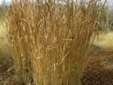 Clump of tall dry ornamental grass in a landscaped bed with mulch