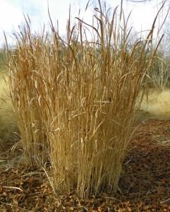 Clump of tall dry ornamental grass in a landscaped bed with mulch