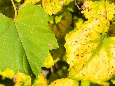 two leaves, green and bright yellow