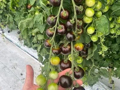 Purple tomatoes™ ripening on the vine