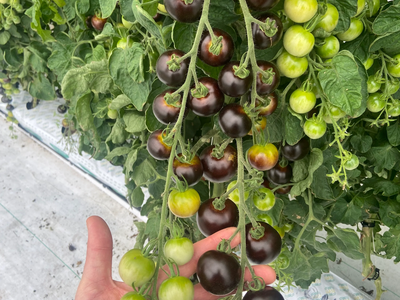 Purple tomatoes™ ripening on the vine
