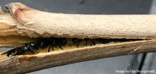Small black Bees overwintering inside of a stem.