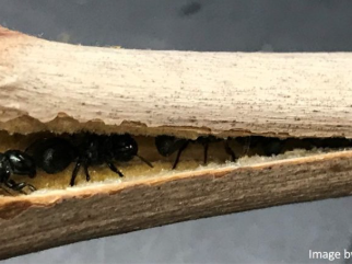 Black ant inside split dry twig cavity