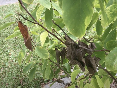 Magnolia with brown leaves