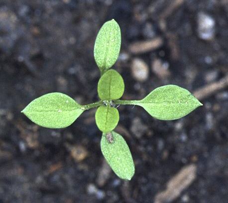 chickweed seedling, opposite leaves, leaves are eliptical with pointed tips. 