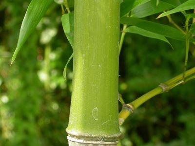 Close-up green bamboo stalk showing a prominent node and surrounding leaves