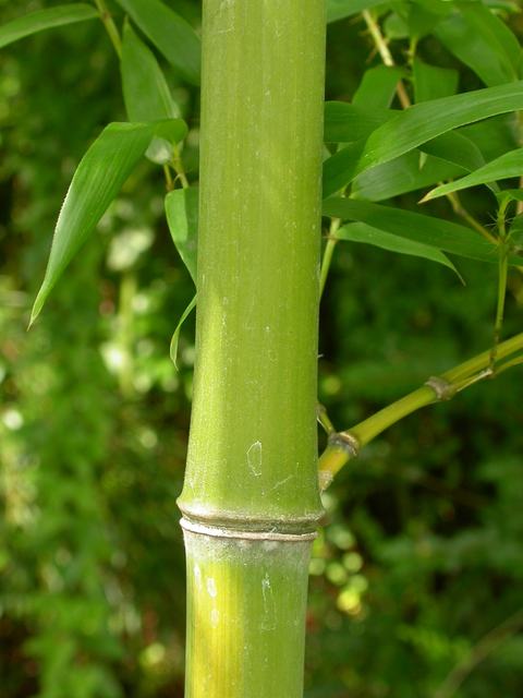 Close-up green bamboo stalk showing a prominent node and surrounding leaves