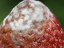 Strawberry_mold_Photo by Shuntaro Kawasaki- CC BY-SA 4.0