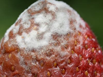 Strawberry_mold_Photo by Shuntaro Kawasaki- CC BY-SA 4.0