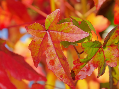 Sweetgum tree leaves
