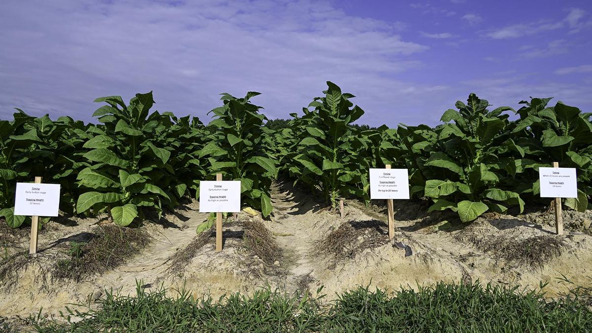 NC State Extension tobacco research helping tobacco farmers cash crop