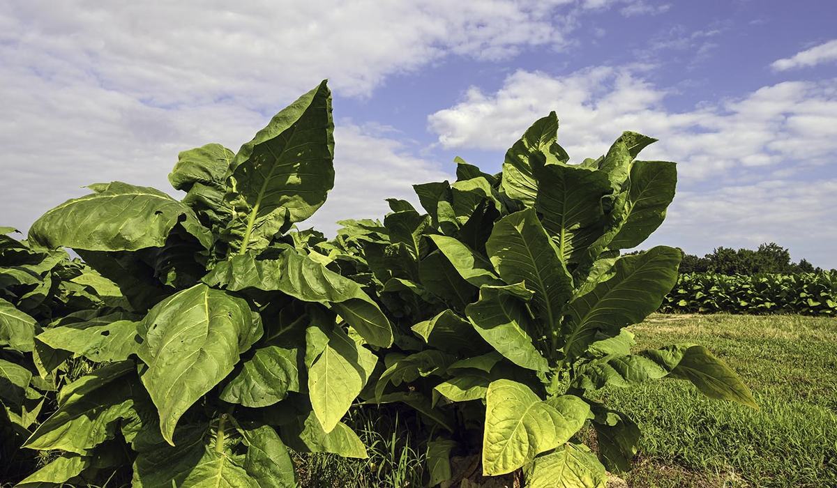 tobacco is a carcinogen IARC Publications Website