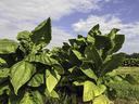 NC State Extension tobacco research helping tobacco farmers cash crop