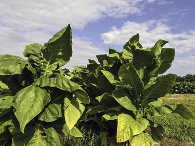 NC State Extension tobacco research helping tobacco farmers cash crop
