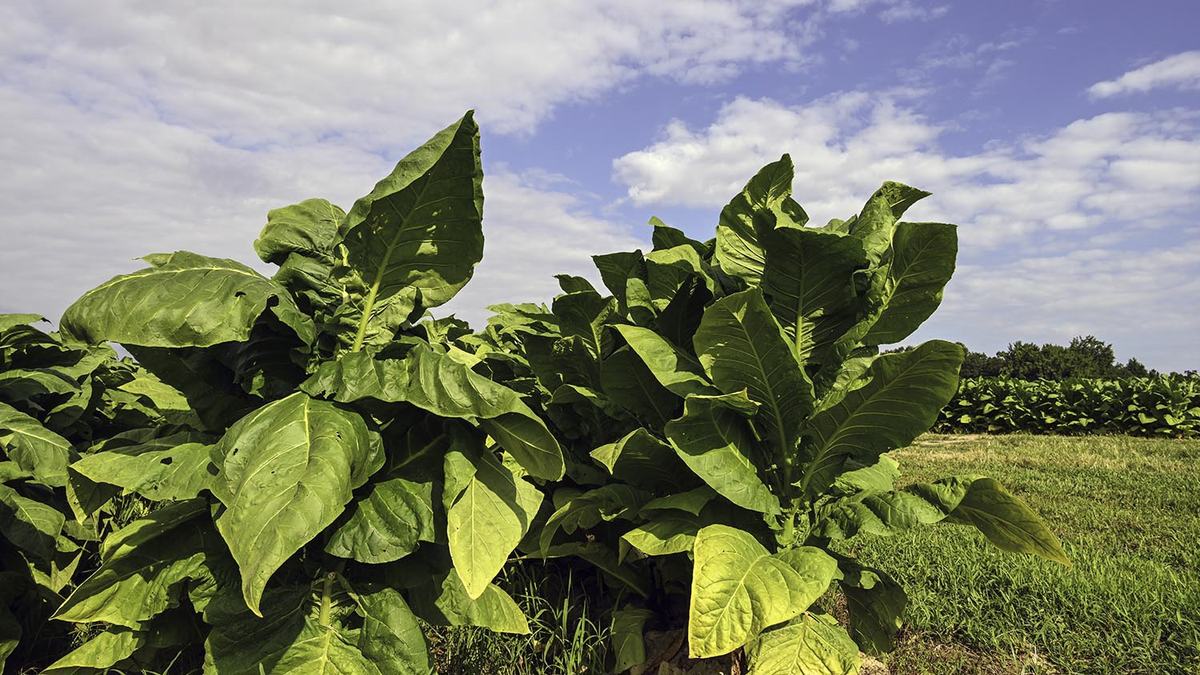NC State Extension tobacco research helping tobacco farmers cash crop