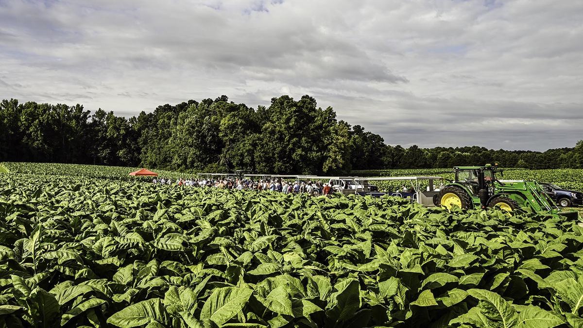 NC State Extension tobacco research helping tobacco farmers cash crop