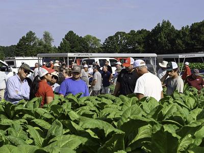 NC State Extension tobacco research helping tobacco farmers cash crop