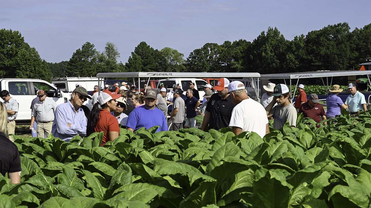 NC State Extension tobacco research helping tobacco farmers cash crop