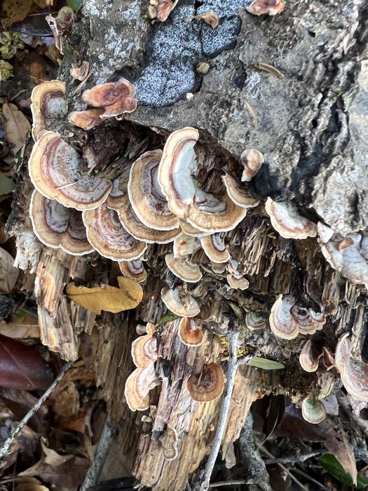 Turkey Tail Mushrooms (Taken by Gabriella de Souza)